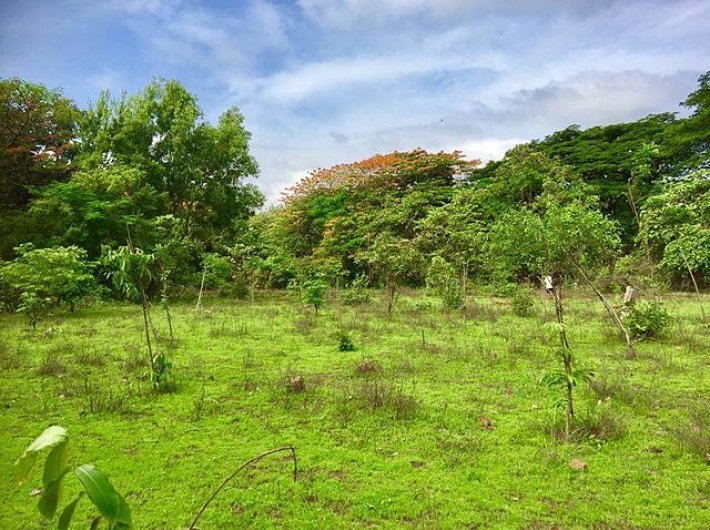 Aarey Forest (Photo courtesy: Creative Commons)