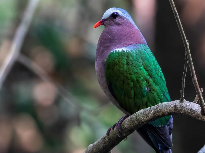 World’s biggest bird-a-thon begins in India