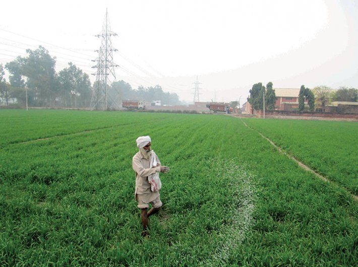A farmer working in a rice field on the outskirts of Ludhiana