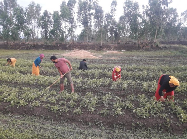 Farmers tending to the crop amid the lockdown (Photo: PIB)
