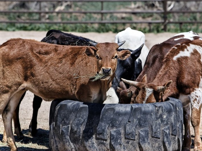 Livestock insurance scheme in the works
