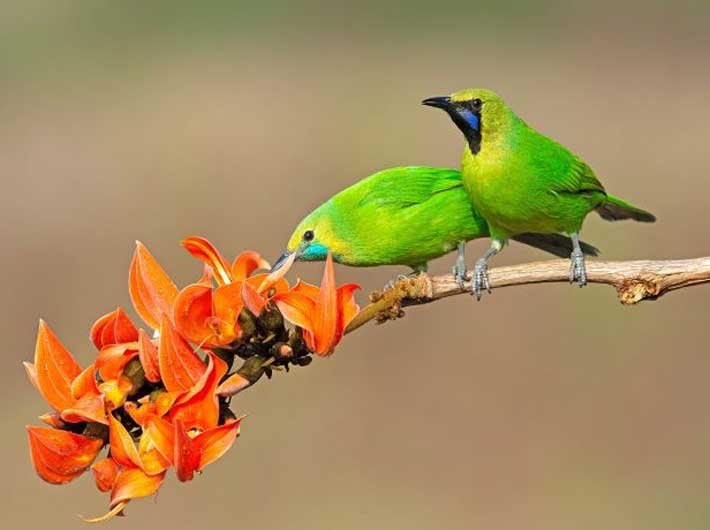 Jerdon,s Leafbird (Photo: Aseem Kothiala)