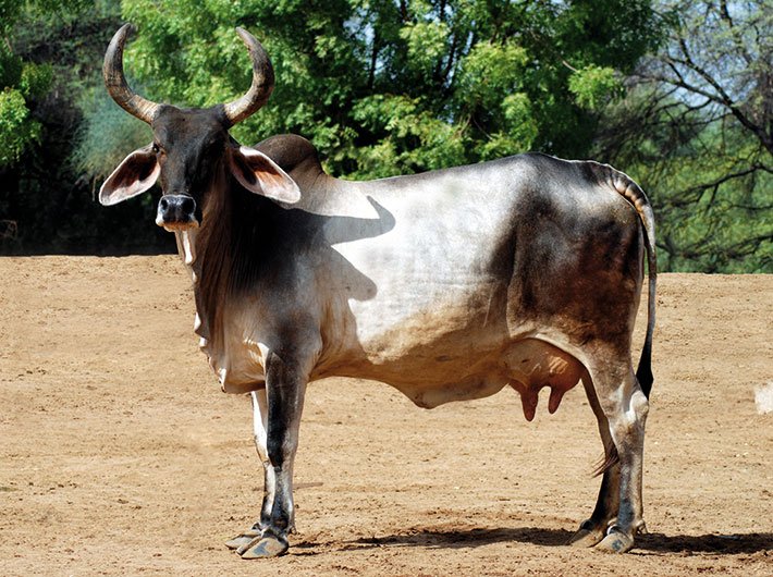 Kankrej cow in Palanpur of Gujarat