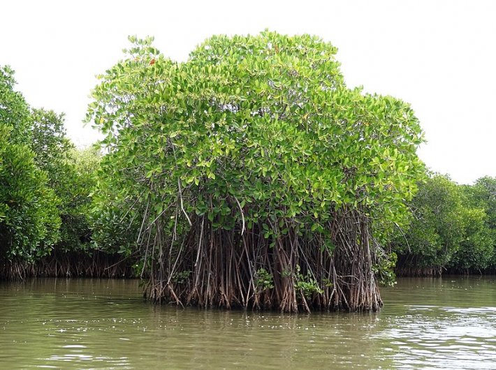 A mangrove forest in Tamil Nadu (Photo: Shankaran Murugan/Creative Commons)