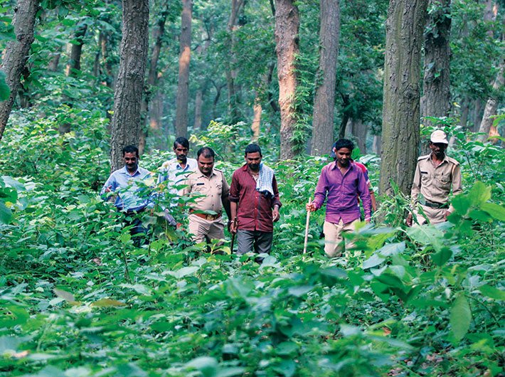 A search party inside the forest in the Bankati range of the Pilibhit reserve. (Photos: Arun Kumar)