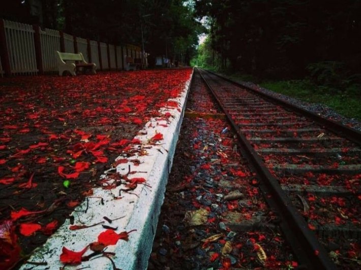  The fragrance of flowers fill up the emptiness cast by #lockdown - Beautiful red blossoms replete the spaces touched by footfalls A mesmerizing scene at Melattur Station in the picturesque Shoranur - Nilambur section in Palakkad Division of Kerala
