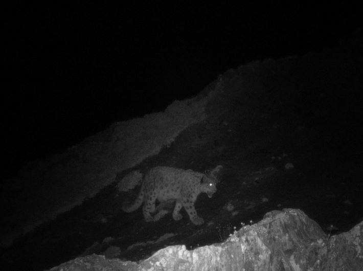 The snow leopard trapped in camera (Image copyright: Munib Khanyari/NCF)
