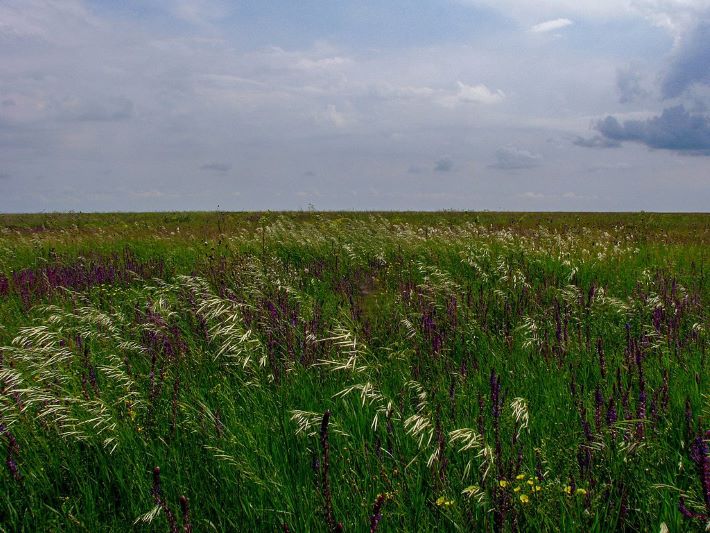 Ukranian steppes where the predecessor of the Indo-European languages was born in ancient times. (Photo courtesy: https://commons.wikimedia.org/wiki/File:Askania-Nova_sommer_steppe_grassland-2.jpg) 