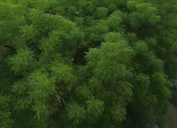 A patch of trees blloming in a Delhi suburb on the World Environment Day (Photo: GN)