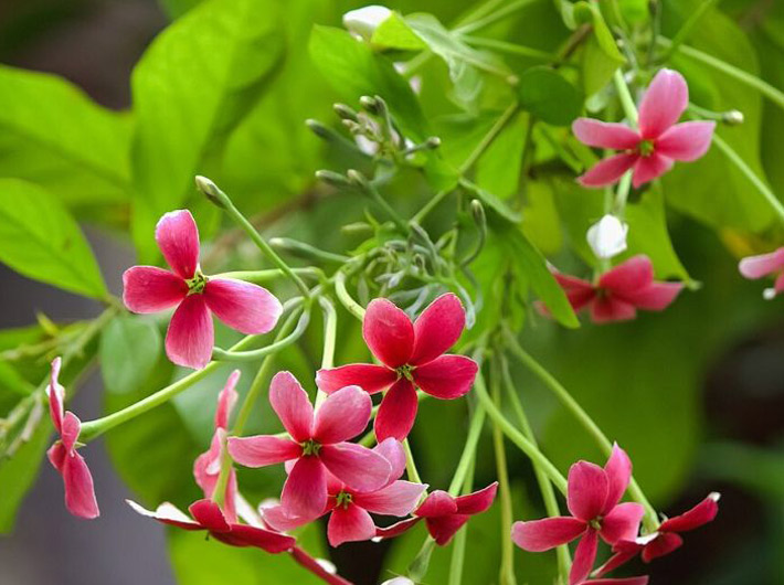 (Photo: Courtesy Md Shaifuzzaman Ayon/WikiMedia/CreativeCommons) 