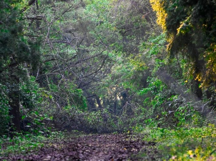 This is how a virgin forest looks like