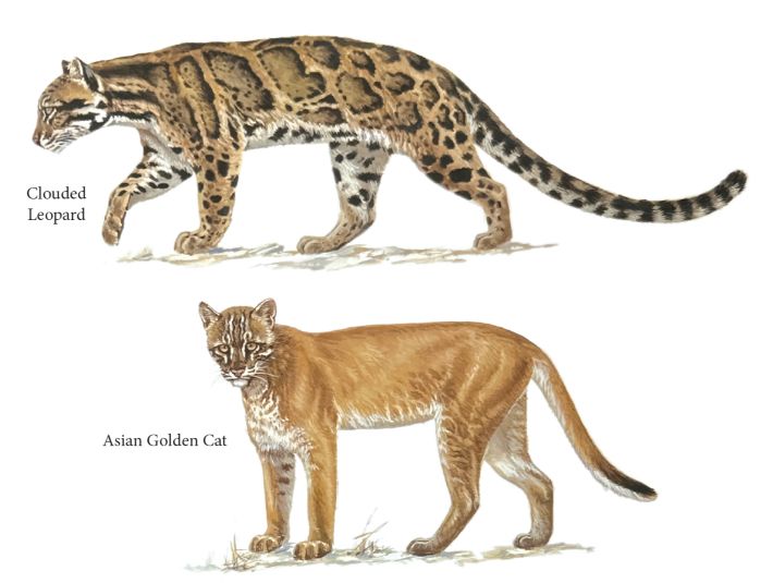 (Illustrations: from this book)