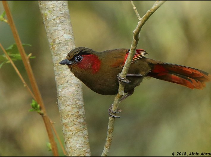 178 species of birds documented in Nagaland for the first time