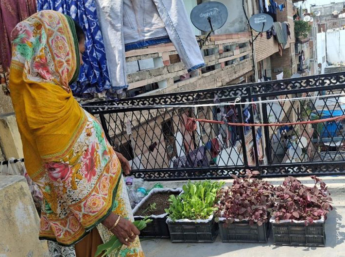 A kitchen garden in the open space in a Sarai Kalen Khan colony in New Delhi. (Photo: Courtesy Gardens of Hope)